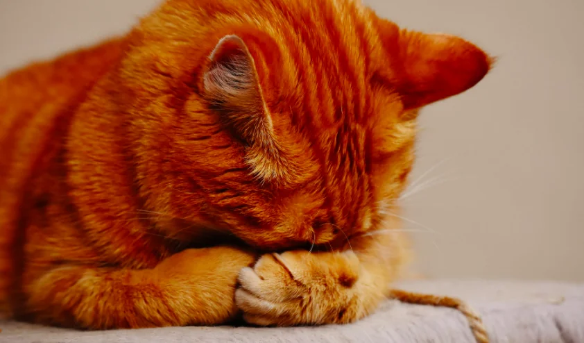 Ci sveglia di notte e dorme di giorno? Niente paura